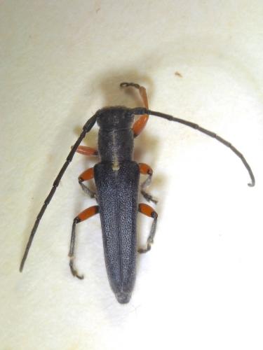 Phytoecia icterica